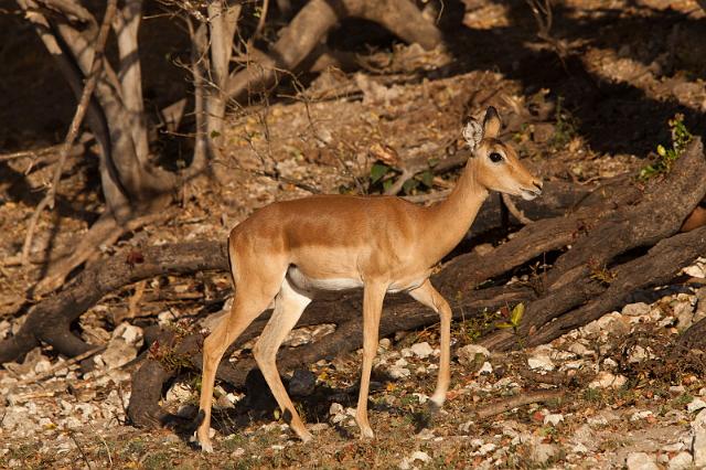 023 Chobe NP, impala.jpg
